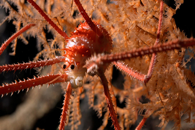 A squat lobster documented in coral at a depth of 669 meters on Seamount JF2. An international group of scientists aboard a recent Schmidt Ocean Institute expedition believe they have discovered more than 100 new species living on seamounts off the coast of Chile, including deep-sea corals, glass sponges, sea urchins, amphipods, and squat lobsters. Credit: ROV SuBastian / Schmidt Ocean Institute