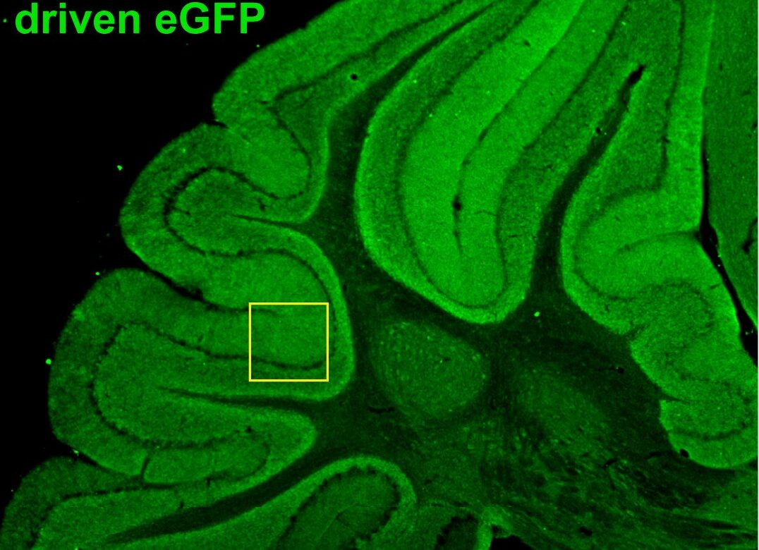 A section of mouse cerebellum. Credit: Wang et. al., 2024, Neuron.