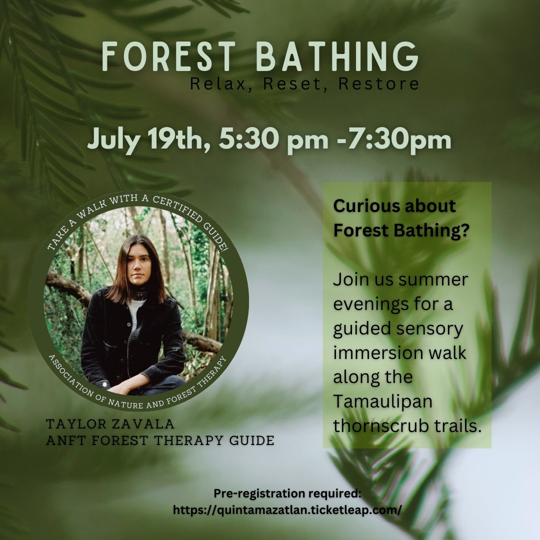 Connect with Nature Through the Practice of Forest Bathing