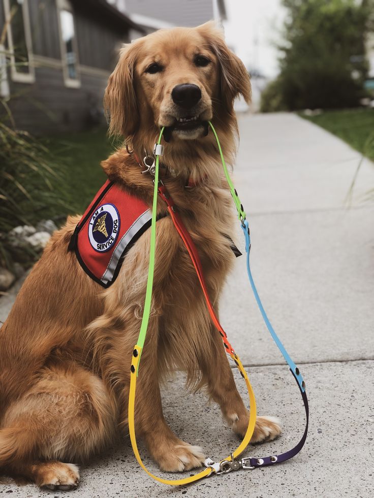 What Exactly are Service Dogs for?