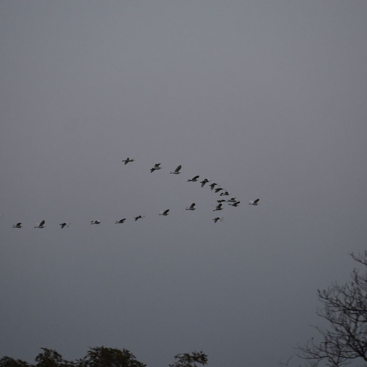 Join “Lights Out” Program To Protect Birds