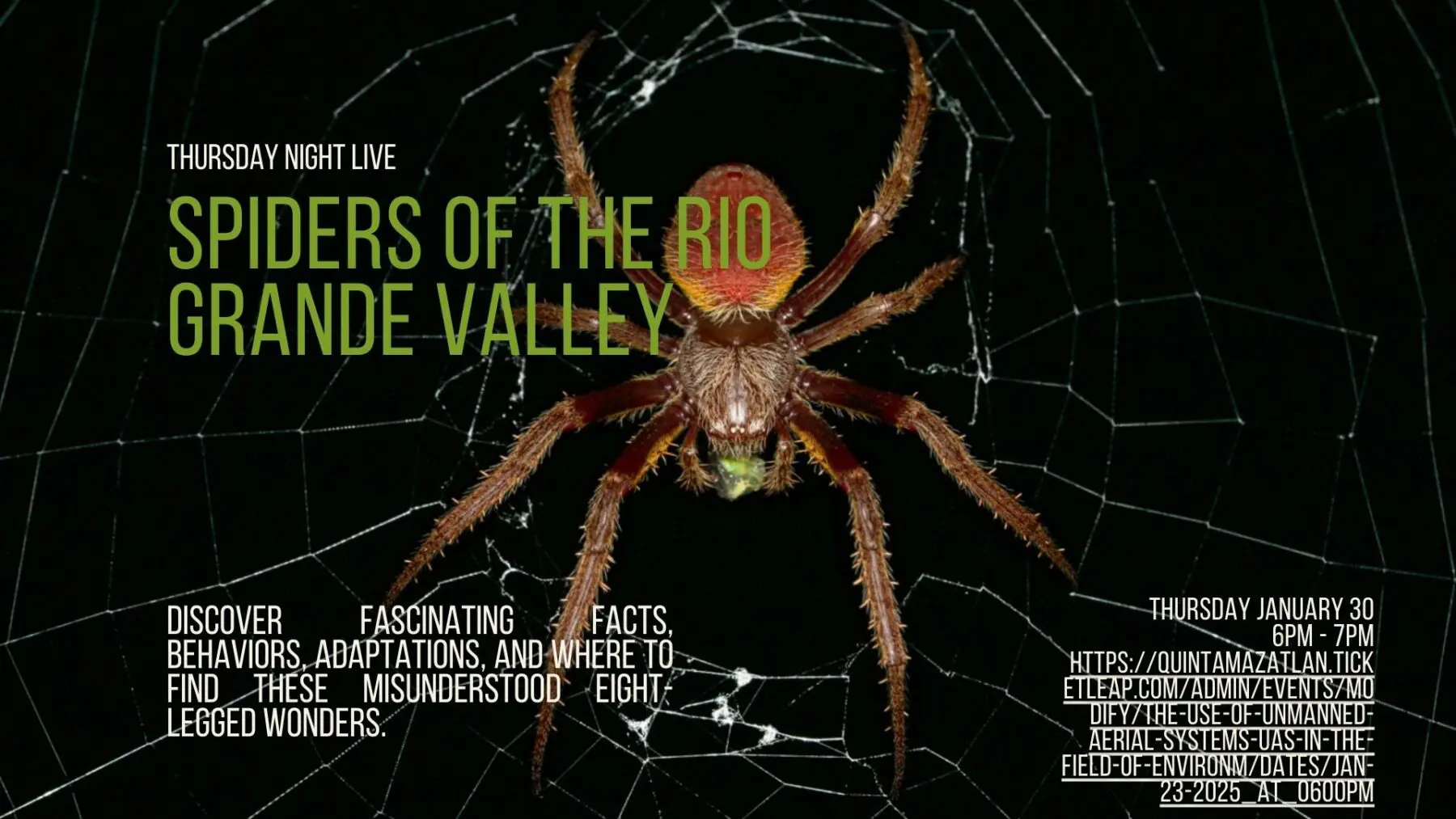 Spiders of the Rio Grande Valley: A Closer Look