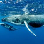 Trump administration sued for endangering whales and turtles in Gulf of Mexico