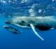 Trump administration sued for endangering whales and turtles in Gulf of Mexico