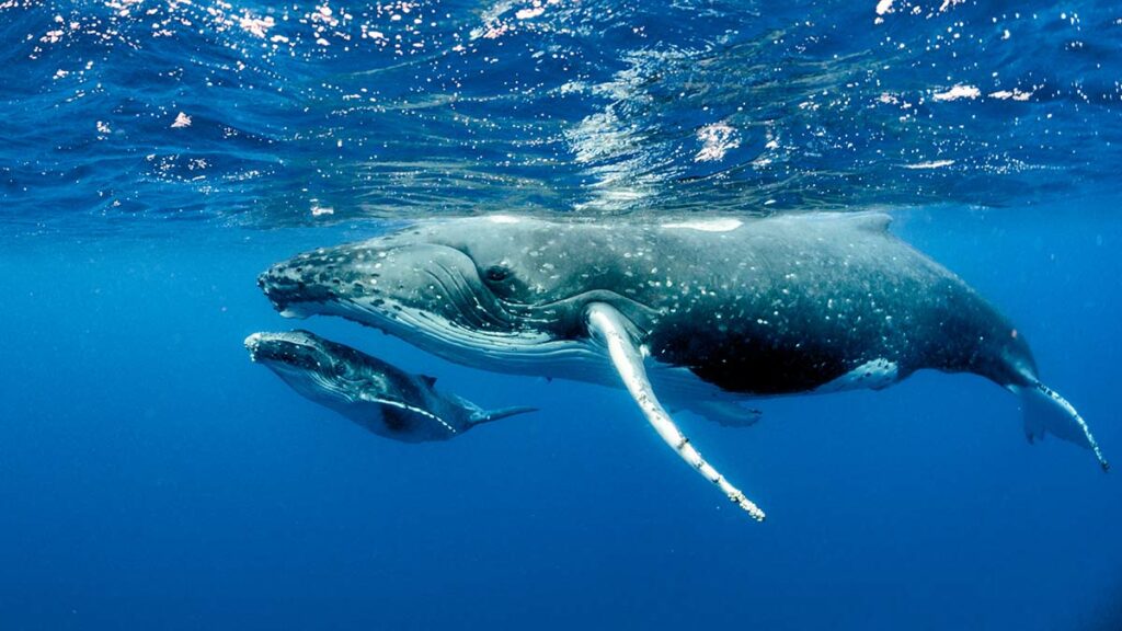 Trump administration sued for endangering whales and turtles in Gulf of Mexico