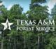 Texas A&M Forest Service awards $4 million for community forestry projects