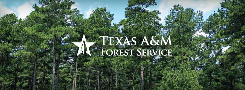 Texas A&M Forest Service awards $4 million for community forestry projects