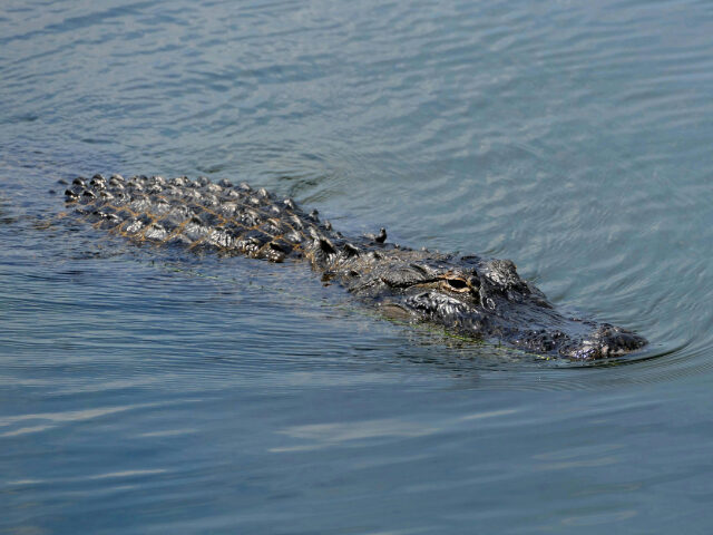 “Alligator Alcatraz”: a Detention Center Surrounded by a predator-filled swamp