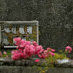 Ireland begins exhumation of a mass grave containing the remains of 796 babies in Tuam