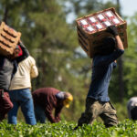 Trump Team: No Immigrants to Provide Essential Work? No Problem! Just Put Medicaid Enrollees to Work in Farming and Food Processing