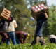 Trump Team: No Immigrants to Provide Essential Work? No Problem! Just Put Medicaid Enrollees to Work in Farming and Food Processing