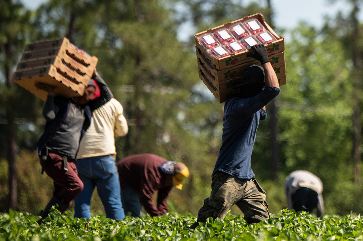 Trump Team: No Immigrants to Provide Essential Work? No Problem! Just Put Medicaid Enrollees to Work in Farming and Food Processing