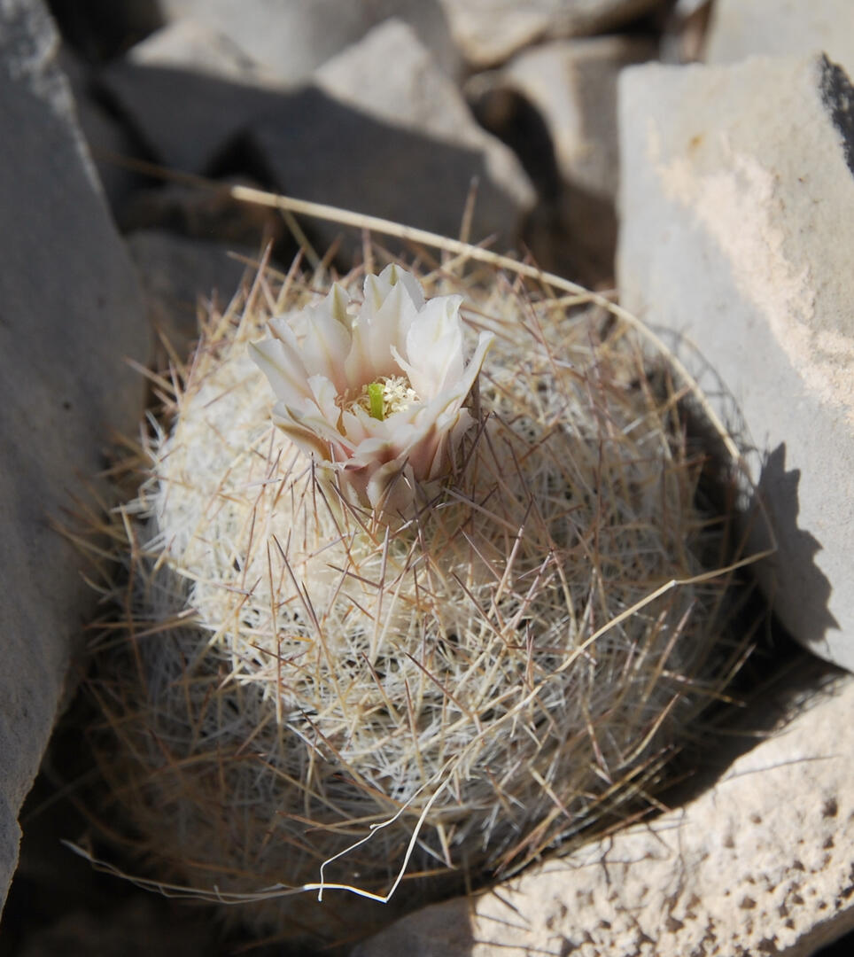 Five-Year Status Review Recommends Delisting of Lloyd’s Mariposa Cactus