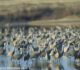 Trump Administration Halts Major Expansion of Muleshoe National Wildlife Refuge in West Texas